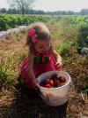lilainstrawberries.JPG (702058 bytes)